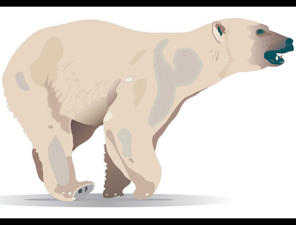 vector illustration of a polar bear